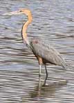 bird on nature trail
