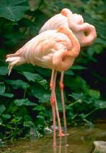 Flamingo Park