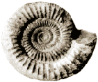 Fossil Hunt